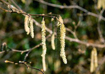 Buds on a spring time