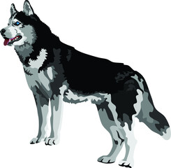 Fototapeta na wymiar Husky Dog Mammal Animal Vector Illustration