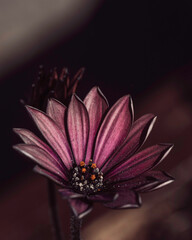 Macro shot of pink and purple flower