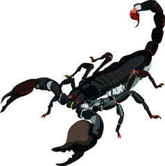 Scorpion Poison Animal Vector Illustration