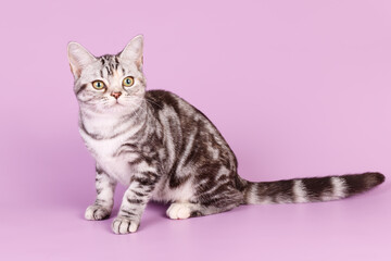 American shorthair cat on colored backgrounds