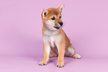 Shiba inu on colored backgrounds