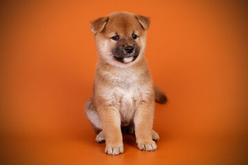 Shiba inu on colored backgrounds