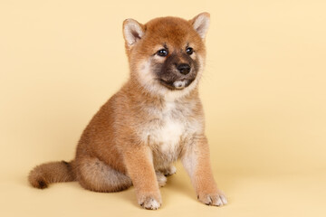 Shiba inu on colored backgrounds