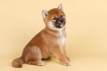 Shiba inu on colored backgrounds