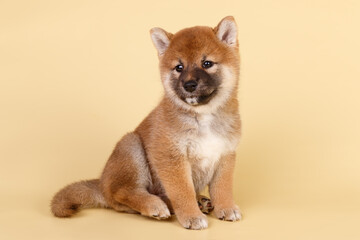 Shiba inu on colored backgrounds