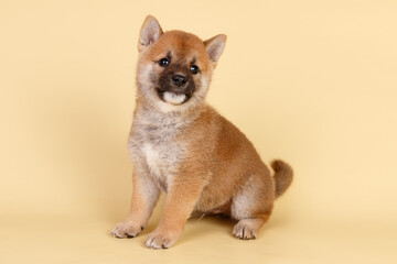 Shiba inu on colored backgrounds