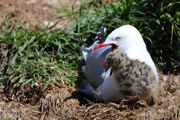 Rotschnabelmöwe / Red-billed gull / Larus scopulinus.