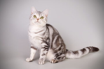 Obraz premium American shorthair cat on colored backgrounds