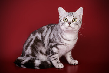 American shorthair cat on colored backgrounds