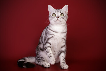 Obraz premium American shorthair cat on colored backgrounds