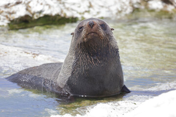 Naklejka premium Neuseeländischer Seebär / New Zealand fur seal / Arctocephalus forsteri