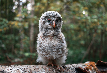 Chick of a bearded owl close-up.