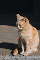 A beautiful red-haired homeless, graceful cat sits on a city road. Portrait of a domestic sleepy animal.