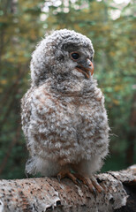Chick of a bearded owl close-up.