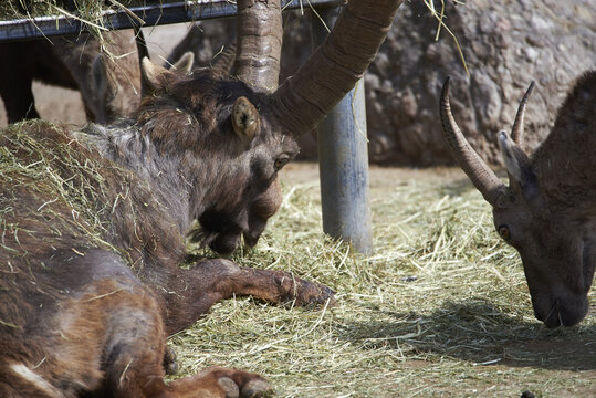 a couple of Alpine ibe