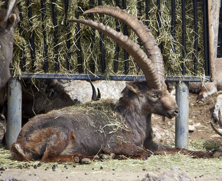 Alpine ibex with horns
