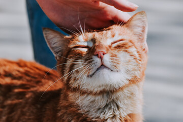 Selective focus of an orange cat being held on the head by its owner