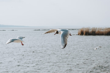 Beautiful seagulls fly and soar over the sea, the ocean in the sky in sunny weather.