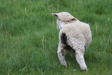 Romneyschaf / Romney sheep / Ovis.