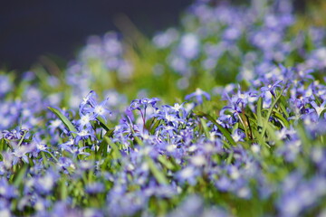 Kleine blaue Blümchen auf einer Wiese im Frühling