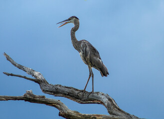 Great Blue Heron on a branch