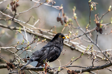 Fototapeta premium männliche Amsel mit Futter 