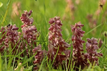 Gew&ouml;hnliche Schuppenwurz (Lathraea squamaria).mit Insekt