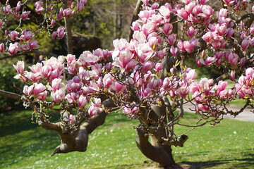 Ein pink farbener Magnolien Baum im Frühling