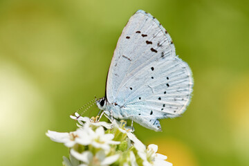 Provencal Short Tailed Blue (Cupido alcetas) butterfly perched on white flower in green nature.
