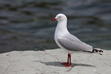 Rotschnabelmöwe / Red-billed gull / Larus scopulinus