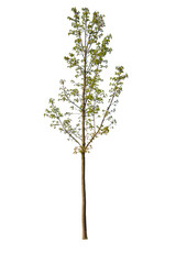 Isolated spring tree. White background. Green leaves.