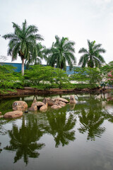 Fototapeta na wymiar tropical garden with palm trees and a beautiful lagoon 