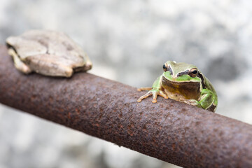  Middle east tree frog, Hyla savignyi, on a steel bar