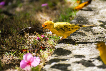 Carnary in the garden with flowers. Yellow bird. Known as Belgium Canary or Domestic Canary. Green grass canary