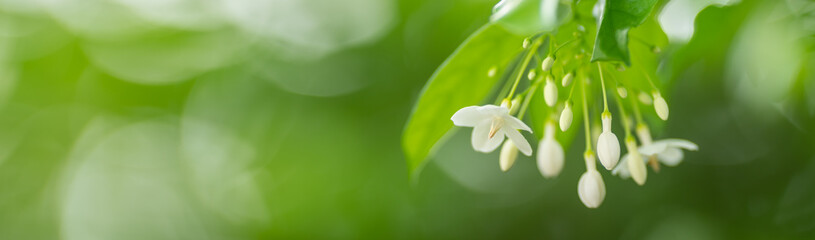 Closeup of pollen of white flower on blurred green background under sunlight with copy space using as background natural flora landscape, ecology cover page concept.