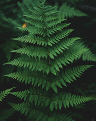 Dark green fern leaf growing in the forest