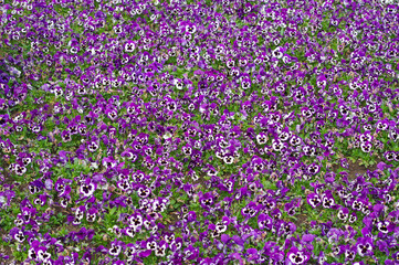 Closeup of colorful pansy flower