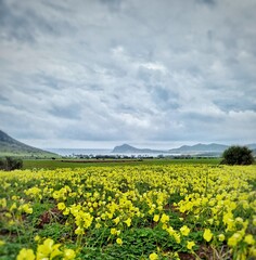 Fototapeta premium field of sunflowers