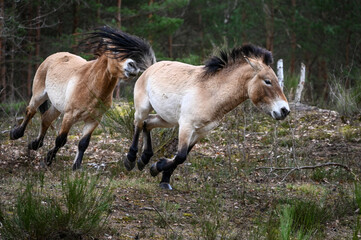 Wild Przewalski horses near a forest chasing each other