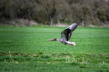 Grey goose flying over a grass field