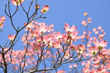 Tree blossoming in spring with sunlight against blue sky 