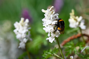 Close up of a bumblebee on a white flower