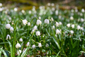 Field of snowdrop flowers in spring