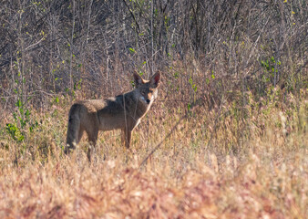 Lone coyote in brush