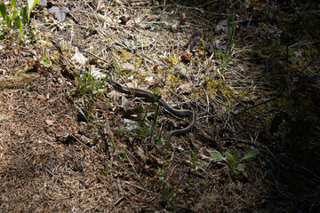 snake by the road