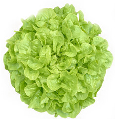 Fresh curled lettuce isolated against a white background. 