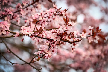 Cherry blossoms in spring close up