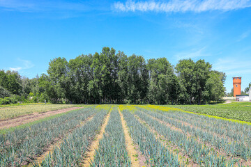 Fototapeta premium Agricultural field with green onions