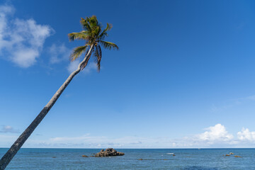 Paradise beach with palm tree in Boipeba Island, South Bahia, Brazil